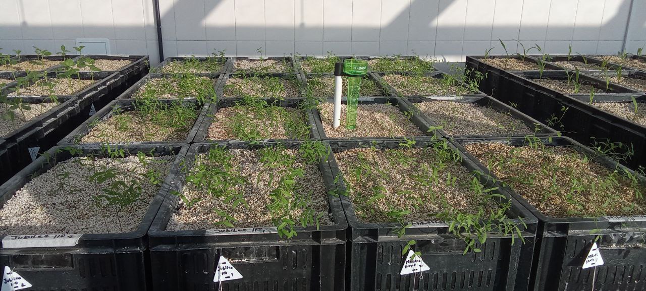 Greenhouse Management